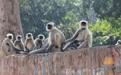 Five Monkeys, a Banana and the Board