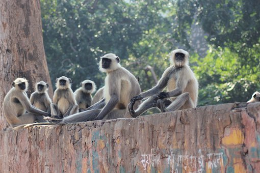 Five Monkeys, a Banana and the Board